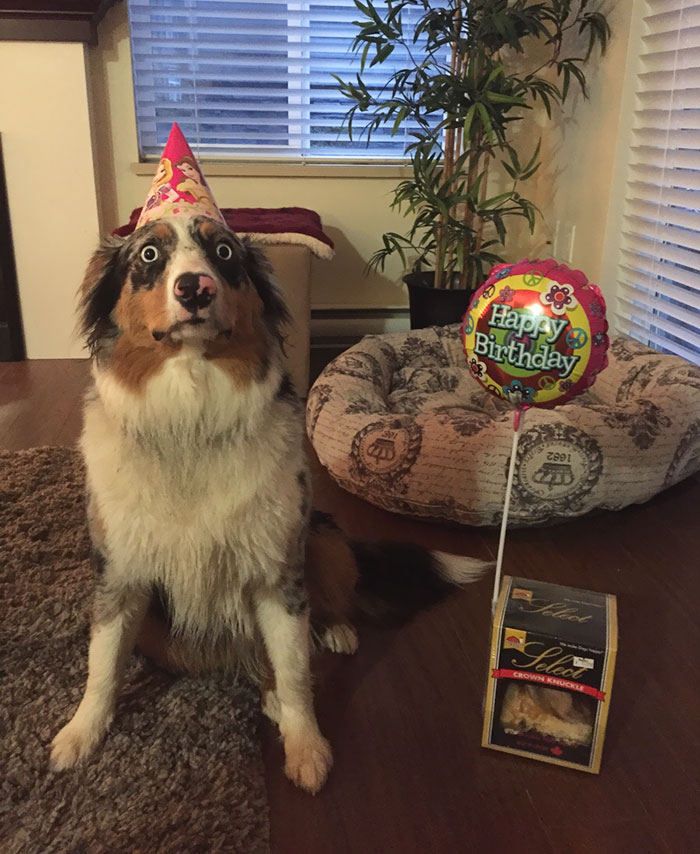 112 Pets Having Better Birthday Parties Than You 112 Pets Having Better Birthday Parties Than You