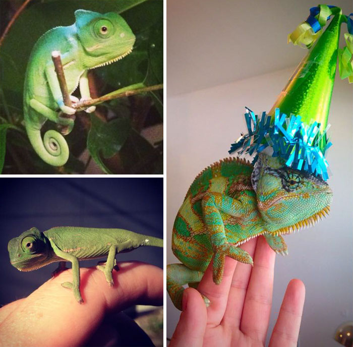 112 Pets Having Better Birthday Parties Than You 112 Pets Having Better Birthday Parties Than You