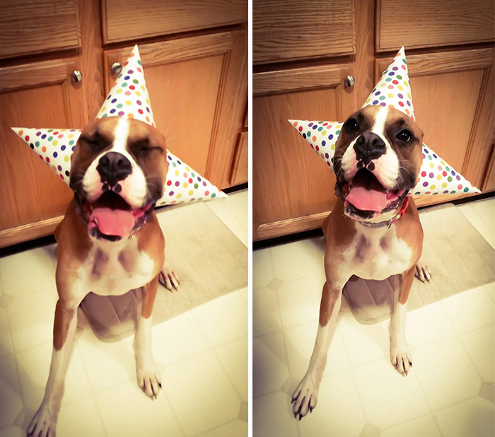 112 Pets Having Better Birthday Parties Than You 112 Pets Having Better Birthday Parties Than You