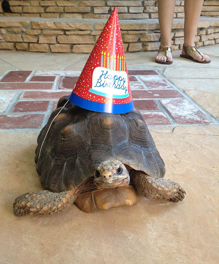 112 Pets Having Better Birthday Parties Than You 112 Pets Having Better Birthday Parties Than You