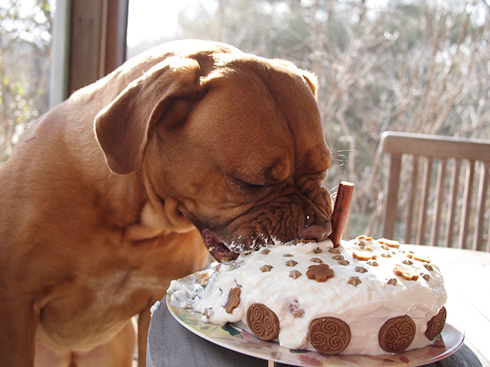 112 Pets Having Better Birthday Parties Than You 112 Pets Having Better Birthday Parties Than You