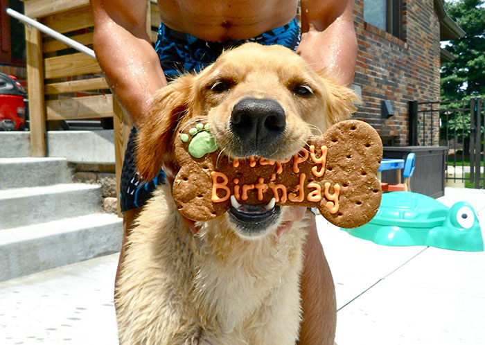 112 Pets Having Better Birthday Parties Than You 112 Pets Having Better Birthday Parties Than You