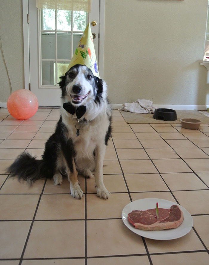 112 Pets Having Better Birthday Parties Than You 112 Pets Having Better Birthday Parties Than You