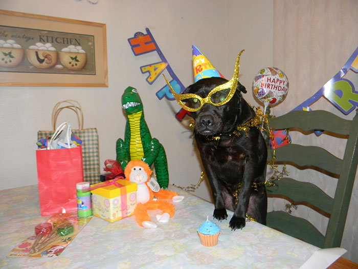 112 Pets Having Better Birthday Parties Than You 112 Pets Having Better Birthday Parties Than You
