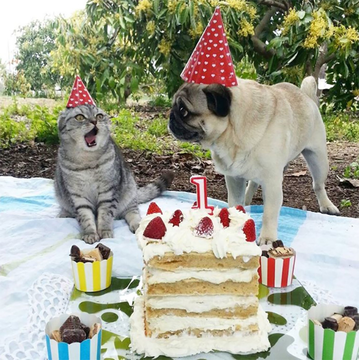 112 Pets Having Better Birthday Parties Than You 112 Pets Having Better Birthday Parties Than You
