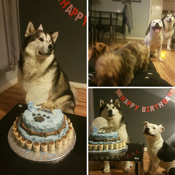 112 Pets Having Better Birthday Parties Than You 112 Pets Having Better Birthday Parties Than You