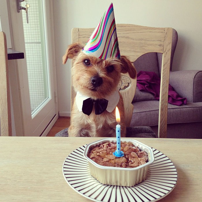 112 Pets Having Better Birthday Parties Than You 112 Pets Having Better Birthday Parties Than You