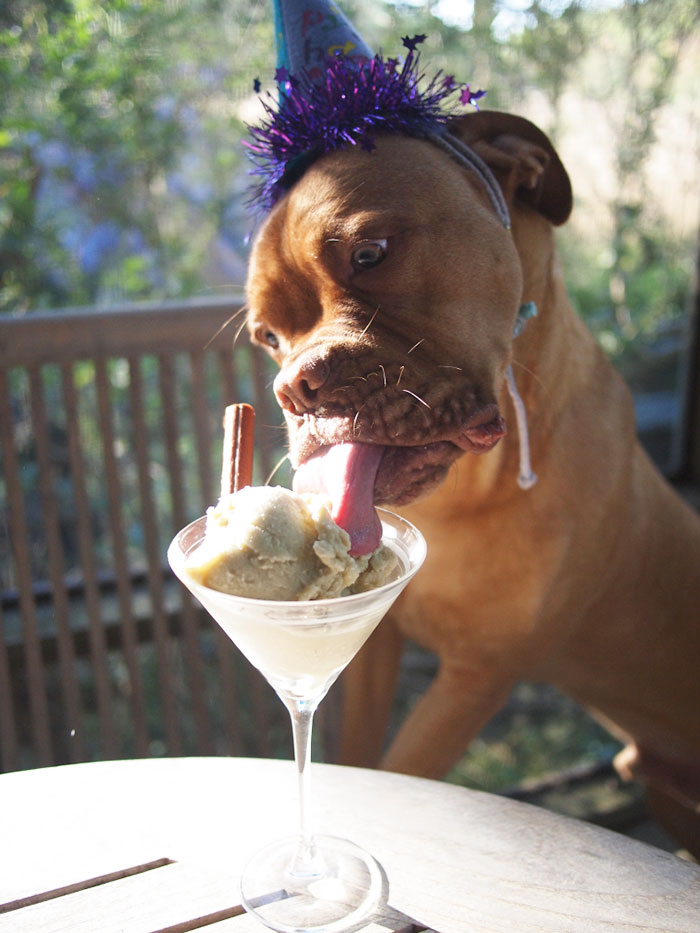 112 Pets Having Better Birthday Parties Than You 112 Pets Having Better Birthday Parties Than You