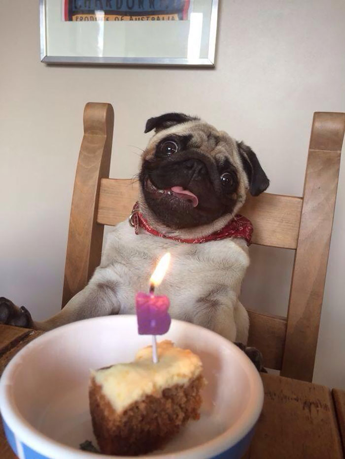 112 Pets Having Better Birthday Parties Than You 112 Pets Having Better Birthday Parties Than You