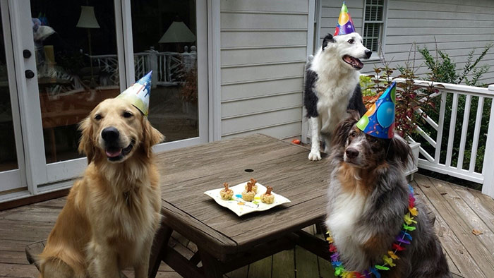 112 Pets Having Better Birthday Parties Than You 112 Pets Having Better Birthday Parties Than You