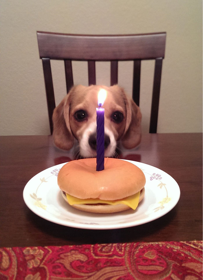 112 Pets Having Better Birthday Parties Than You 112 Pets Having Better Birthday Parties Than You