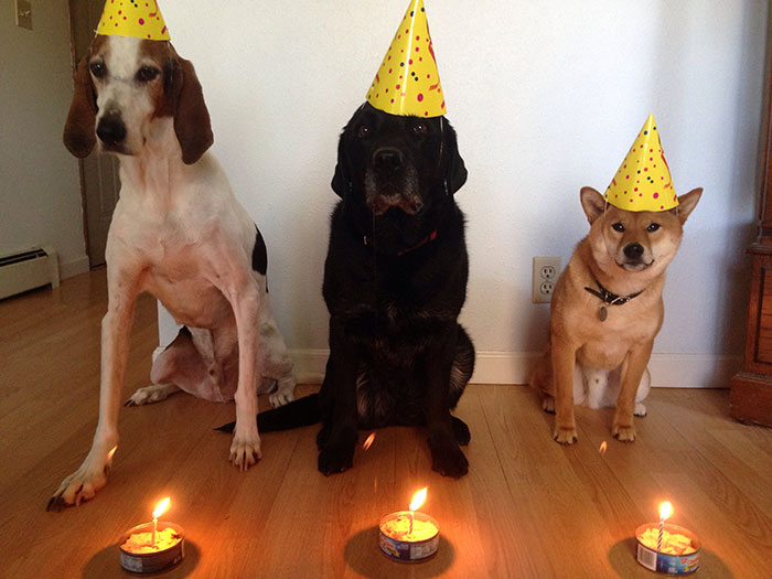 112 Pets Having Better Birthday Parties Than You 112 Pets Having Better Birthday Parties Than You