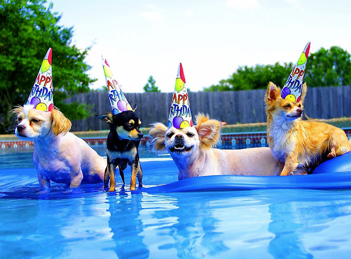 112 Pets Having Better Birthday Parties Than You 112 Pets Having Better Birthday Parties Than You