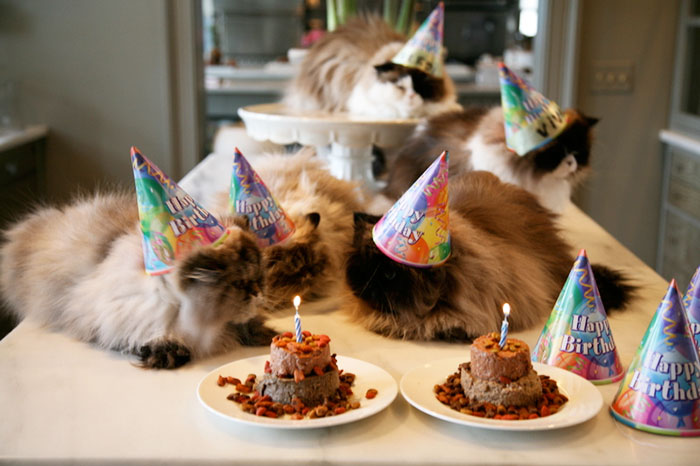 112 Pets Having Better Birthday Parties Than You 112 Pets Having Better Birthday Parties Than You