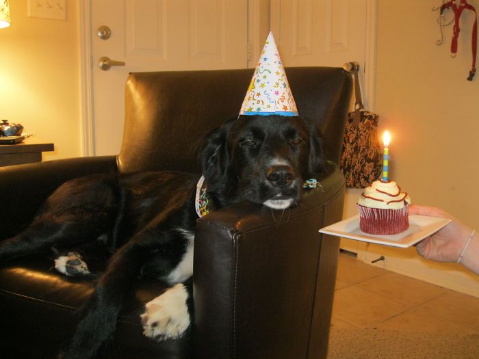 112 Pets Having Better Birthday Parties Than You 112 Pets Having Better Birthday Parties Than You