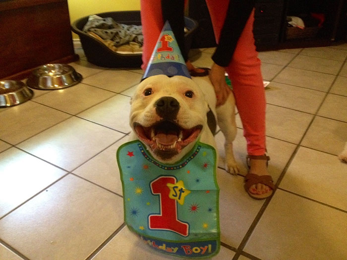112 Pets Having Better Birthday Parties Than You 112 Pets Having Better Birthday Parties Than You