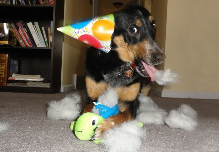 112 Pets Having Better Birthday Parties Than You 112 Pets Having Better Birthday Parties Than You