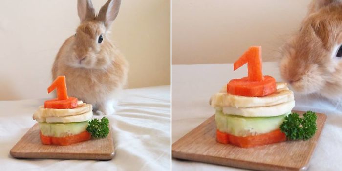 112 Pets Having Better Birthday Parties Than You 112 Pets Having Better Birthday Parties Than You