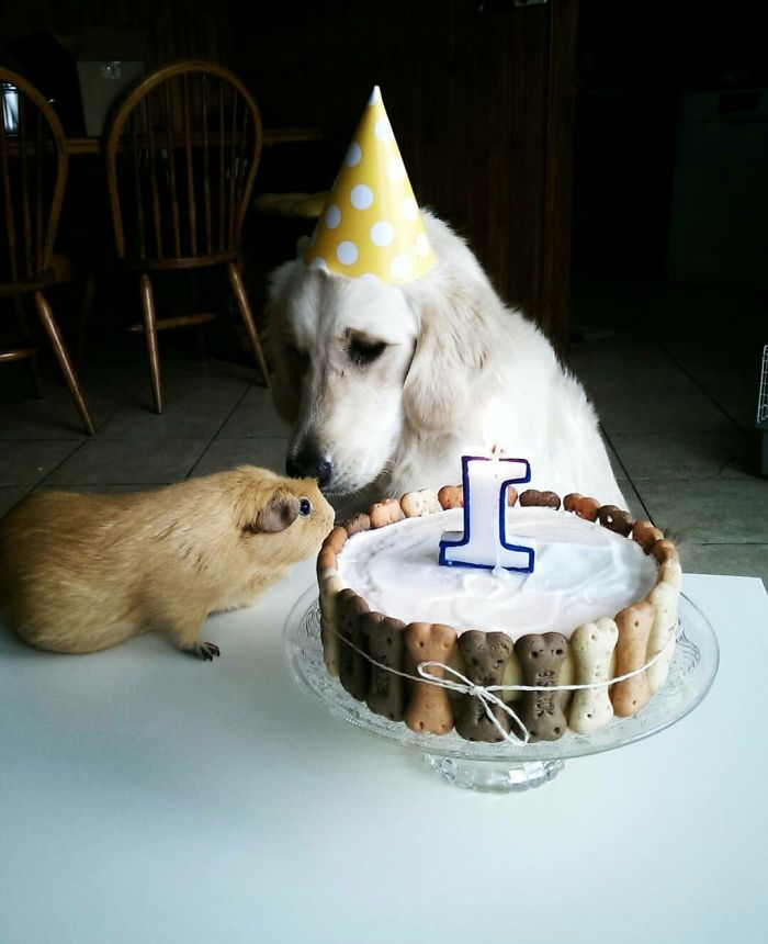 112 Pets Having Better Birthday Parties Than You 112 Pets Having Better Birthday Parties Than You