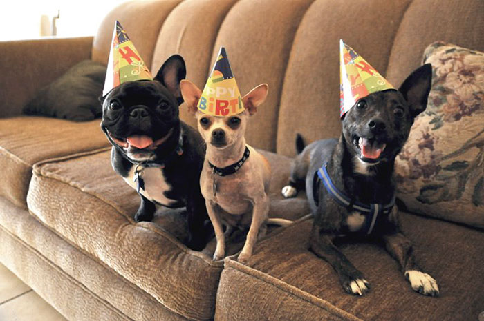 112 Pets Having Better Birthday Parties Than You 112 Pets Having Better Birthday Parties Than You