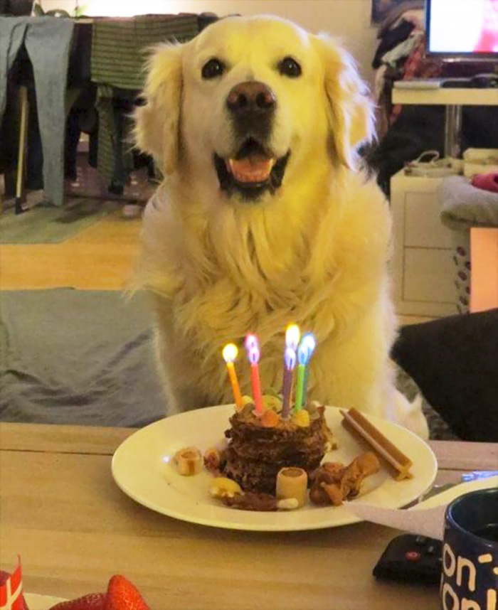 112 Pets Having Better Birthday Parties Than You 112 Pets Having Better Birthday Parties Than You
