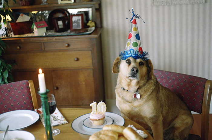 112 Pets Having Better Birthday Parties Than You 112 Pets Having Better Birthday Parties Than You