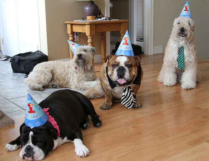 112 Pets Having Better Birthday Parties Than You 112 Pets Having Better Birthday Parties Than You