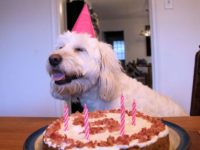 112 Pets Having Better Birthday Parties Than You 112 Pets Having Better Birthday Parties Than You