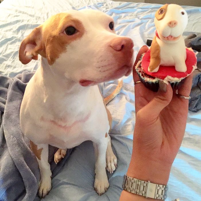 112 Pets Having Better Birthday Parties Than You 112 Pets Having Better Birthday Parties Than You