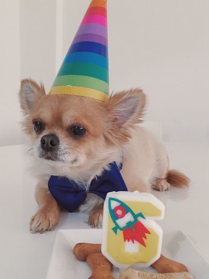112 Pets Having Better Birthday Parties Than You 112 Pets Having Better Birthday Parties Than You