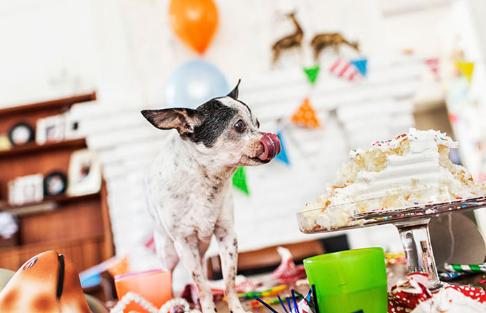 112 Pets Having Better Birthday Parties Than You 112 Pets Having Better Birthday Parties Than You