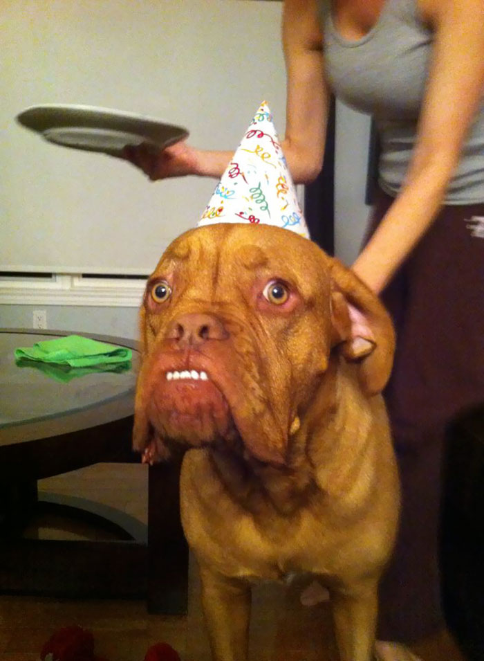 112 Pets Having Better Birthday Parties Than You 112 Pets Having Better Birthday Parties Than You
