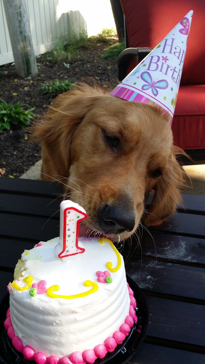 112 Pets Having Better Birthday Parties Than You 112 Pets Having Better Birthday Parties Than You
