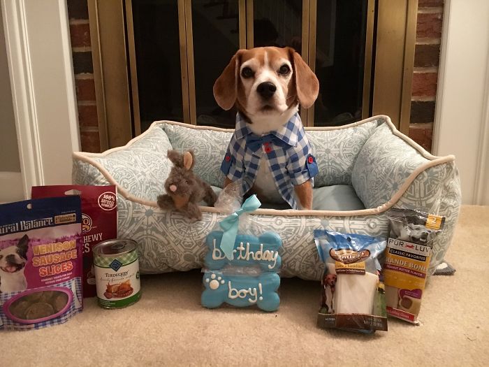 112 Pets Having Better Birthday Parties Than You 112 Pets Having Better Birthday Parties Than You