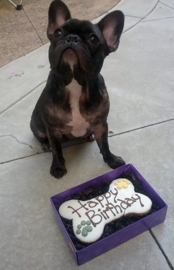 112 Pets Having Better Birthday Parties Than You 112 Pets Having Better Birthday Parties Than You