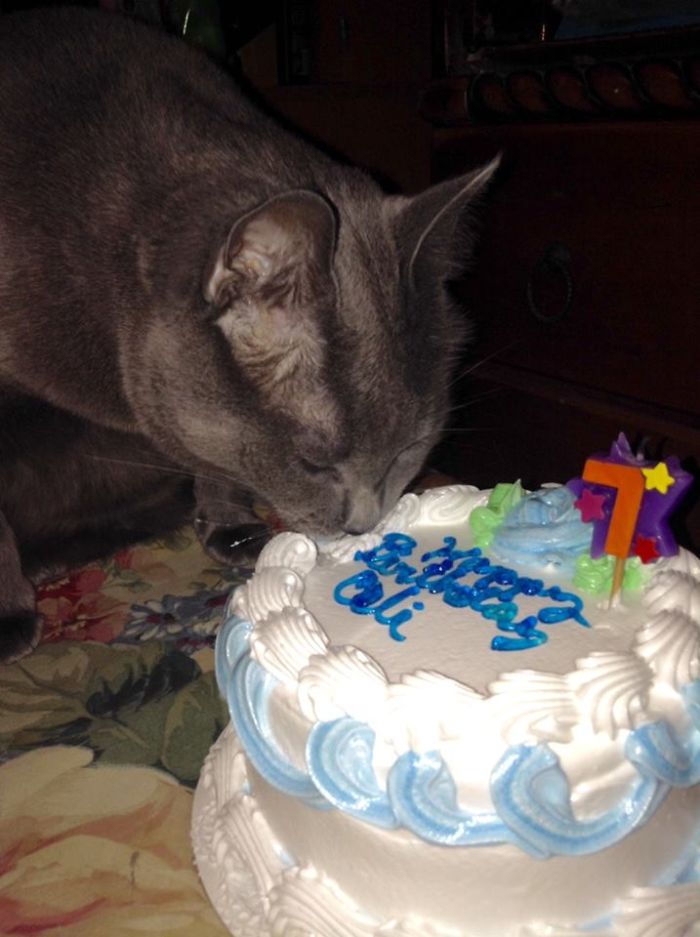 112 Pets Having Better Birthday Parties Than You 112 Pets Having Better Birthday Parties Than You