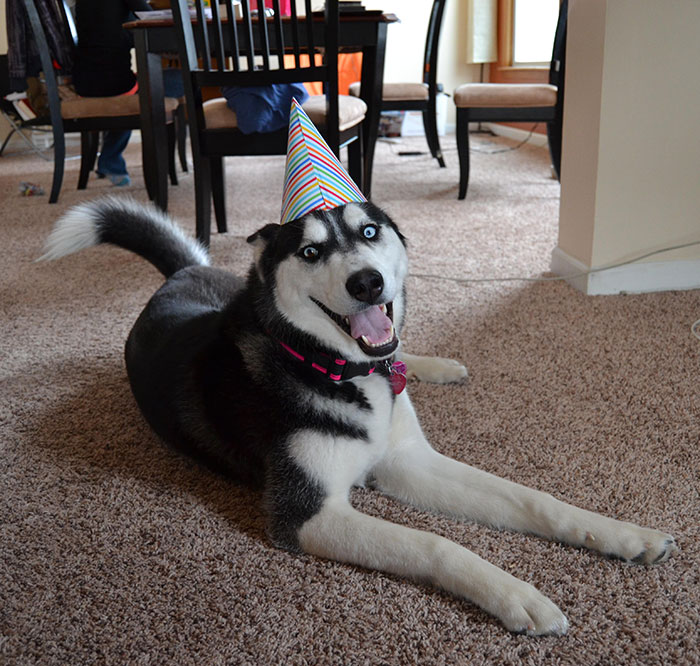 112 Pets Having Better Birthday Parties Than You 112 Pets Having Better Birthday Parties Than You