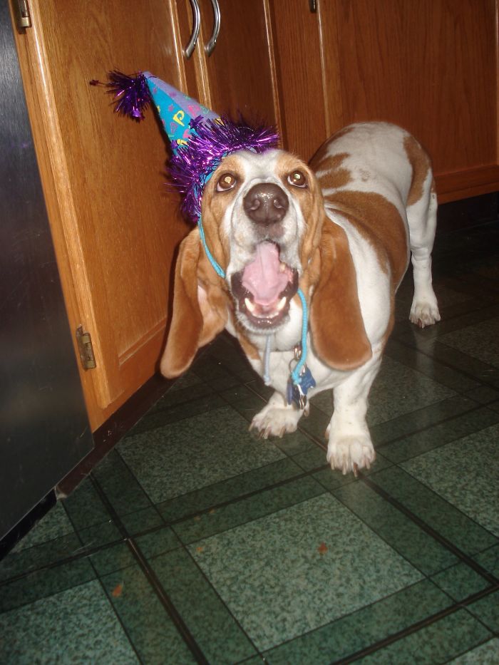 112 Pets Having Better Birthday Parties Than You 112 Pets Having Better Birthday Parties Than You