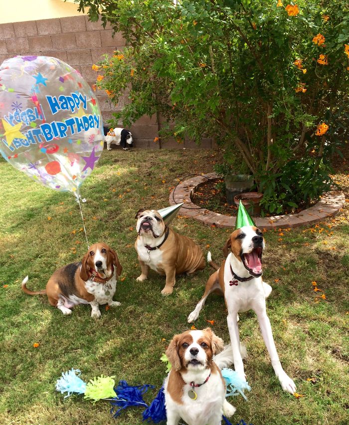 112 Pets Having Better Birthday Parties Than You 112 Pets Having Better Birthday Parties Than You