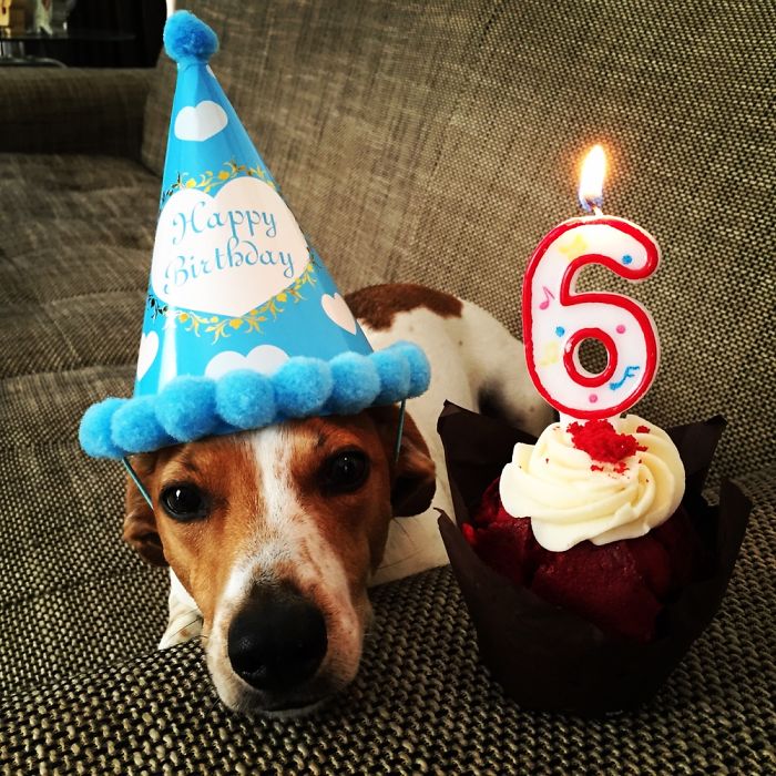 112 Pets Having Better Birthday Parties Than You 112 Pets Having Better Birthday Parties Than You