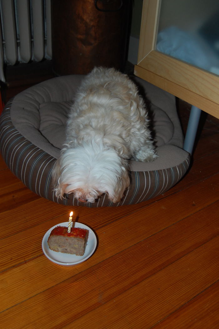 112 Pets Having Better Birthday Parties Than You 112 Pets Having Better Birthday Parties Than You