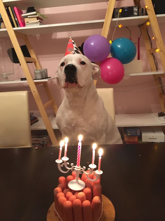 112 Pets Having Better Birthday Parties Than You 112 Pets Having Better Birthday Parties Than You