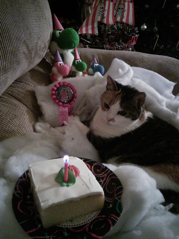 112 Pets Having Better Birthday Parties Than You 112 Pets Having Better Birthday Parties Than You