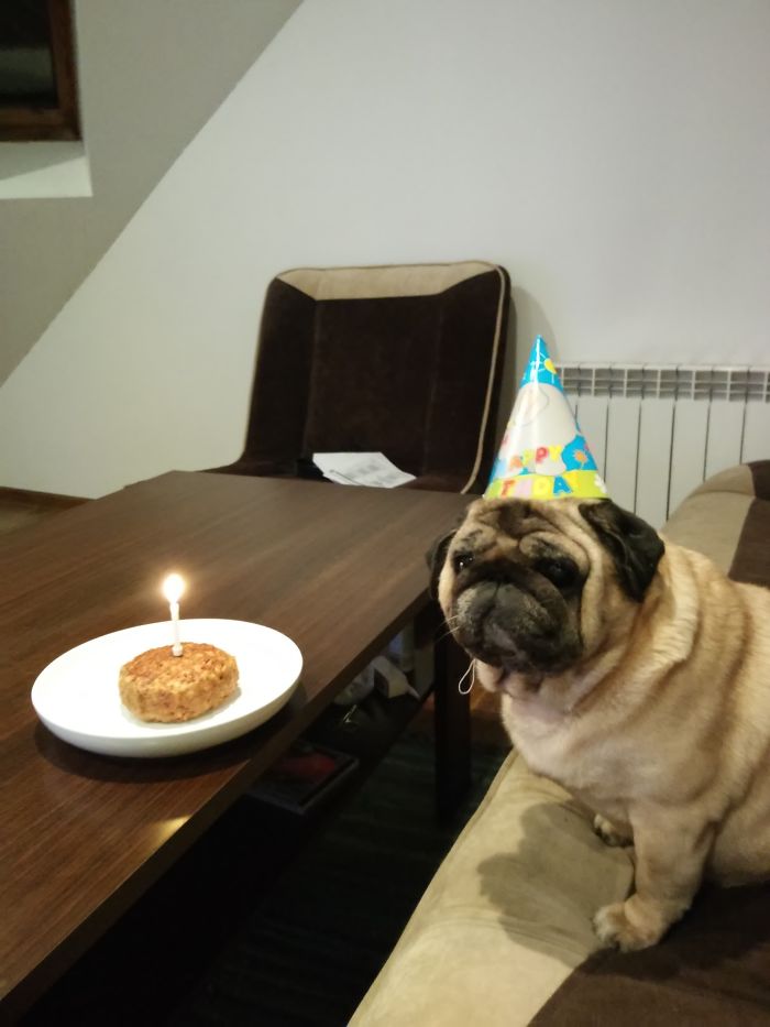 112 Pets Having Better Birthday Parties Than You 112 Pets Having Better Birthday Parties Than You
