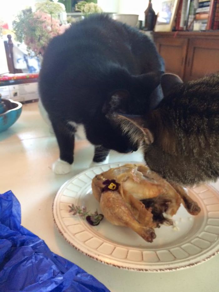 112 Pets Having Better Birthday Parties Than You 112 Pets Having Better Birthday Parties Than You