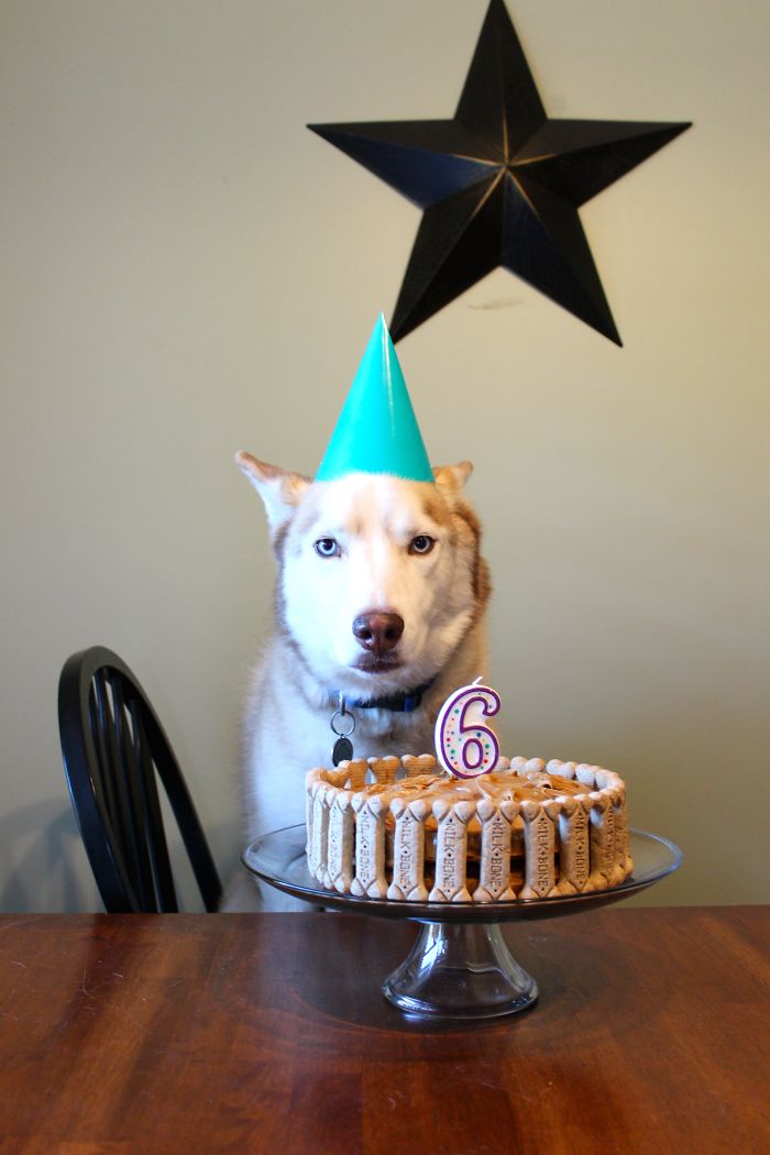 112 Pets Having Better Birthday Parties Than You 112 Pets Having Better Birthday Parties Than You