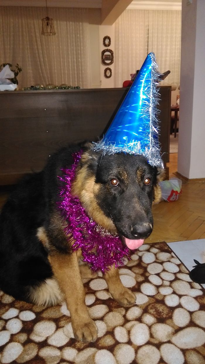 112 Pets Having Better Birthday Parties Than You 112 Pets Having Better Birthday Parties Than You