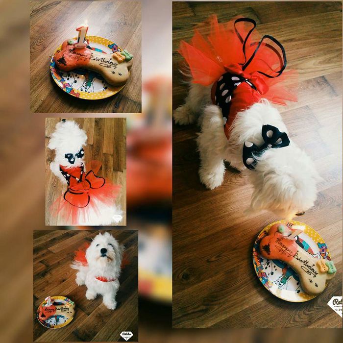 112 Pets Having Better Birthday Parties Than You 112 Pets Having Better Birthday Parties Than You