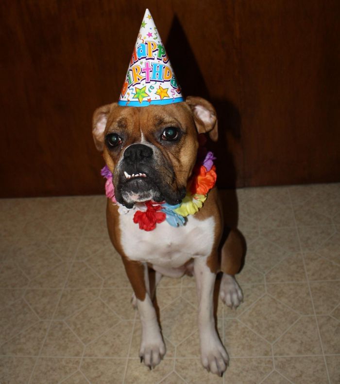 112 Pets Having Better Birthday Parties Than You 112 Pets Having Better Birthday Parties Than You