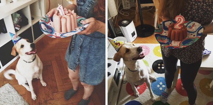 112 Pets Having Better Birthday Parties Than You 112 Pets Having Better Birthday Parties Than You